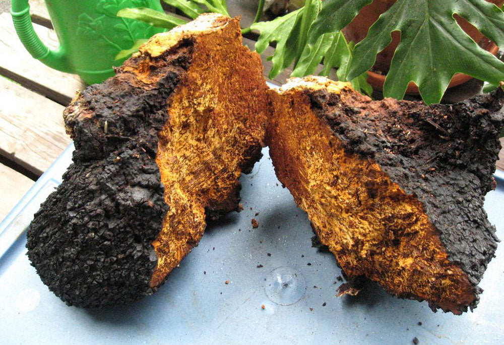 Antioxidant Properties