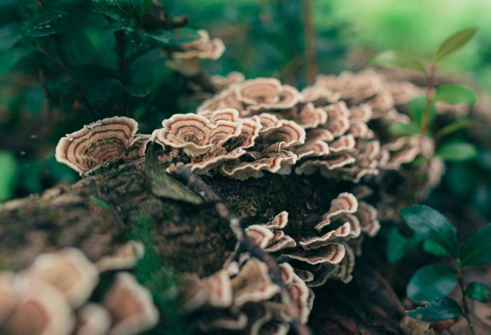 Digestive Wellness Support