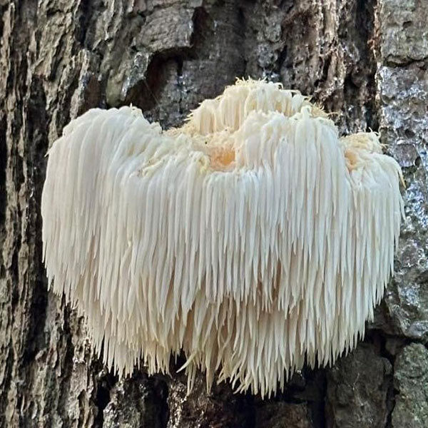 Lion’s Mane