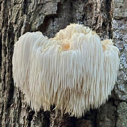 Lion’s Mane